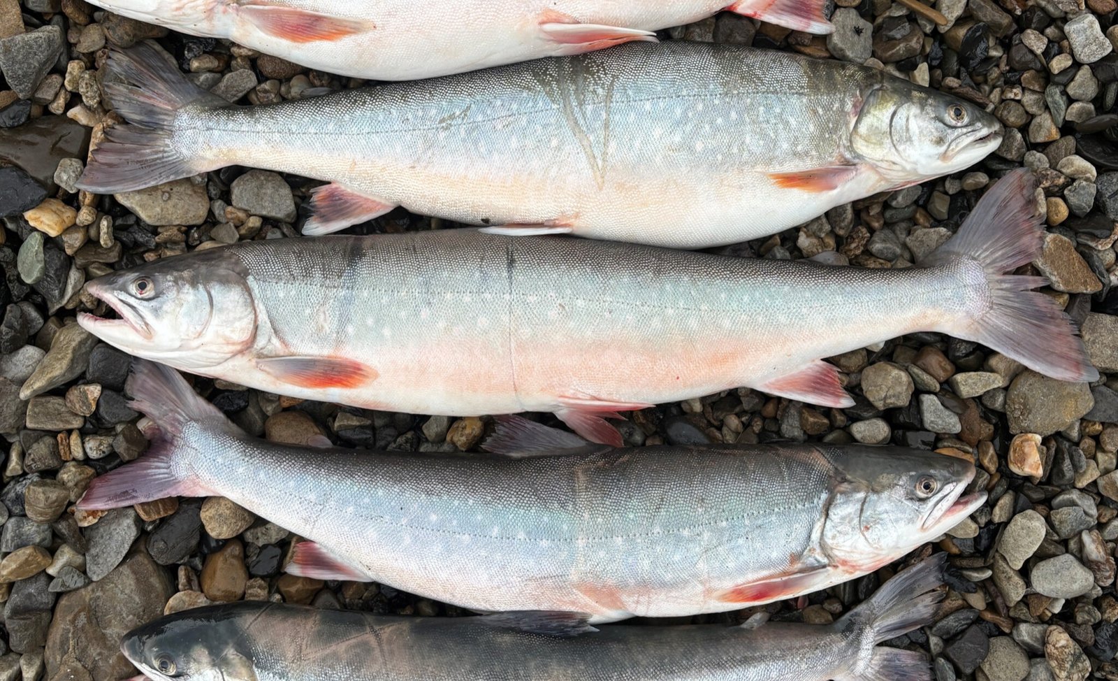 Three Arctic char laid out on gravel